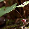 무늬족도리풀(Asarum chungbuensis (C.S.Yook & J.G.Kim) B.U.Oh) : 카르마