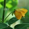 결명자(Senna tora (L.) Roxb.) : 꽃사랑