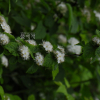 섬국수나무(Spiraea insularis (Nakai) H.C.Shin) : 통통배