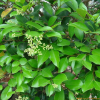 광나무(Ligustrum japonicum Thunb.) : 박용석
