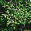 광나무(Ligustrum japonicum Thunb.) : 박용석
