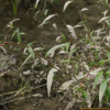 여뀌(Persicaria hydropiper (L.) Delarbre) : 통통배