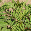산비장이(Serratula coronata L. subsp. insularis (Iljin) Kitam.) : 현촌
