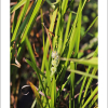 흑삼릉(Sparganium stoloniferum (Graebn.) Buch.-Ham. ex Juz.) : 산들꽃