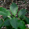 송양나무(Ehretia acuminata R.Br.) : 설뫼*