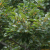 팽나무(Celtis sinensis Pers.) : 카르마