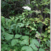 흰바디나물(Angelica cartilaginomarginata (Makino ex Y.Yabe) Nakai var. distans (Nakai) Kitag.) : 도리뫼