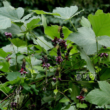 칡(Pueraria lobata (Willd.) Ohwi) : 河志