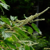 왜모시풀(Boehmeria japonica (L.f.) Miq.) : 설뫼