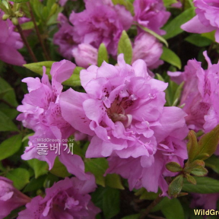 겹산철쭉(Rhododendron yedoense Maxim.) : 塞翁之馬