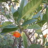 꽃치자(Gardenia jasminoides var. radicans (Thunb.) Makino) : 난헌