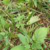 도라지모시대(Adenophora grandiflora Nakai) : 설뫼*