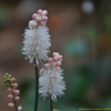 왜승마(Actaea japonica Thunb.) : 오솔