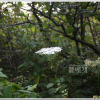 흰바디나물(Angelica cartilaginomarginata (Makino ex Y.Yabe) Nakai var. distans (Nakai) Kitag.) : 도리뫼