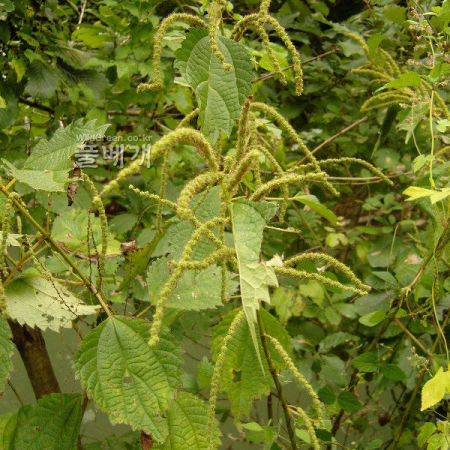 왜모시풀(Boehmeria japonica (L.f.) Miq.) : 꽃천사