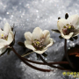 변산바람꽃 : 들꽃따라