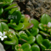 낚시돌풀(Leptopetalum coreanum (H.L?v.) Naiki & Ohi-Toma) : 푸른산야