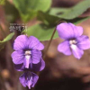 흰털제비꽃(Viola hirtipes S.Moore) : 고들빼기