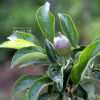 사과나무(Malus pumila Mill.) : 목유화