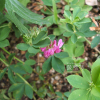 달구지풀(Trifolium lupinaster L.) : 꽃마리