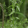 물칭개나물(Veronica undulata Wall.) : 꽃사랑