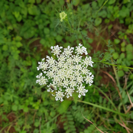 산당근(Daucus carota L.) : 산들꽃