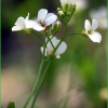 산장대(Arabidopsis halleri (L.) O'Kane & Al-Shehbaz subsp. gemmifera (Matsum.) O'Kane & Al-Shehbaz) : habal