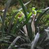 보춘화(Cymbidium goeringii (Rchb.f.) Rchb.f.) : 김새벽