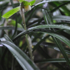 보춘화(Cymbidium goeringii (Rchb.f.) Rchb.f.) : 김새벽