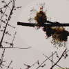 은단풍(Acer saccharinum L.) : 塞翁之馬