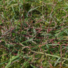 가는개여뀌(Persicaria trigonocarpa (Makino) Nakai) : 추풍