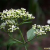 뚝갈(Patrinia villosa (Thunb.) Juss.) : 버들피리