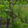 섬버들(Salix ishidoyana Nakai) : 통통배