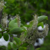 섬버들(Salix ishidoyana Nakai) : 통통배