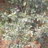 졸가시나무(Quercus phillyraeoides A.Gray) : 무심거사