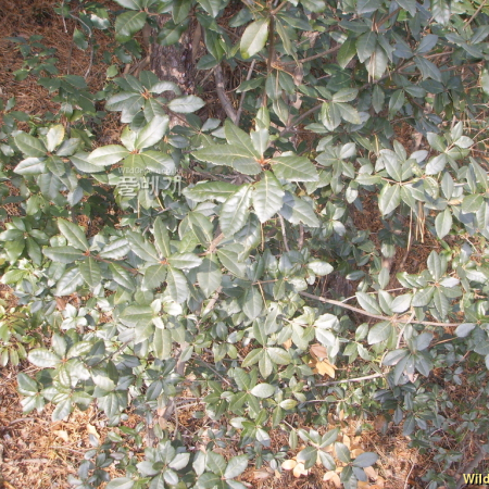 졸가시나무(Quercus phillyraeoides A.Gray) : 봄까치꽃