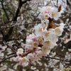 양벚나무(Prunus avium L.) : 설뫼