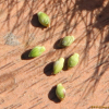 가을강아지풀(Setaria faberi R.A.W.Herrm.) : 고들빼기