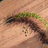 가을강아지풀(Setaria faberi R.A.W.Herrm.) : 고들빼기