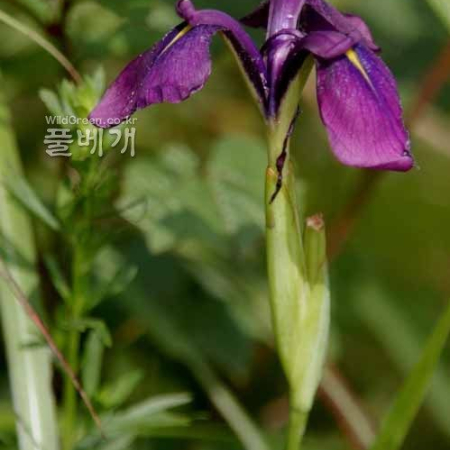 꽃창포(Iris ensata Thunb.) : 河志