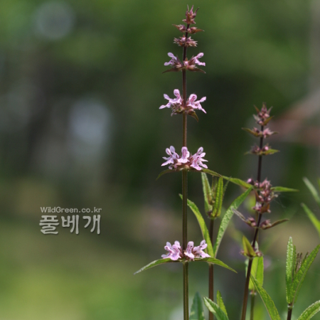 개석잠풀(Stachys japonica var. hispidula (Hara) Y.M.Lee & H.J.Choi) : 고들빼기