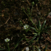 큰개미자리(Sagina maxima A.Gray) : 고들빼기