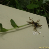 포태제비란(Dactylorhiza viridis (L.) R.M.Bateman & Pridgeon & M.W.Chase var. coreana (Nakai) N.S.Lee) : 통통배