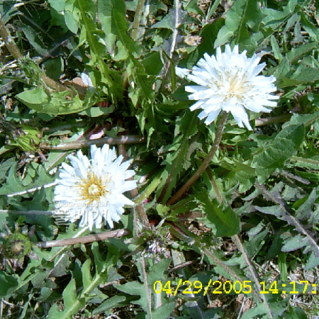 흰민들레(Taraxacum coreanum Nakai) : 현촌