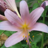 상사화(Lycoris squamigera Maxim.) : 산들꽃