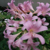 상사화(Lycoris squamigera Maxim.) : 산들꽃
