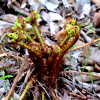 비늘고사리(Dryopteris lacera (Thunb.) Kuntze) : 설뫼