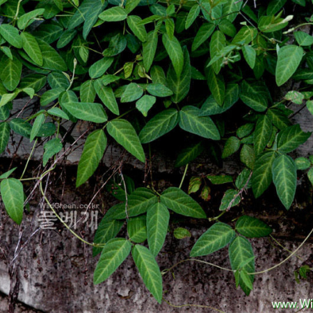 돌콩(Glycine max (L.) Merr. subsp. soja (Siebold & Zucc.) H.Ohashi) : 河志