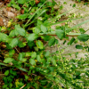 맑은대쑥(Artemisia keiskeana Miq.) : 꽃마리