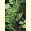 진황정(Polygonatum falcatum A.Gray) : 산소리